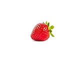 20 Bravura Erdbeerpflanzen - Frigo Plus Pflanzen - Immertragend - Pflanzzeit: März/April - Ernte: Juli bis Oktober - Erdbeersetzlinge/Erdbeerstecklinge - Erdbeeren von Erdbeerp
