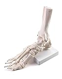 QWORK® Menschliches Fußgelenkmodell in Lebensgröße, Medizinische Anatomie Fußskelett Modell für Medizinstudie & W