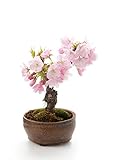 Seedeo Bonsai Anzuchtset Japanische Blüten- und Zierkirsche (Prunus serulata)