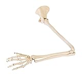Bewegliches Skelett Model mit Arm, Hand, Schulterblatt und Schlüsselbein | Anatomie Modell | L