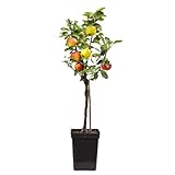 Plant in a Box - Apfelbaum mit 3 Apfelsorten in einem Baum - Höhe 60-70 cm - Topf 17cm - Malus Elstar, Jonagored & Golden Delicious - Mehrsortiger Obst für Garten & T