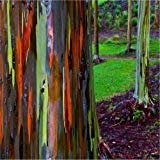 Ponak Neue frische 50 Stück Regenbogen-Eukalyptusbaum-S