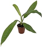 Fangblatt - Philodendron campii - Ø 12 cm Topf - exotische Grünpflanze mit außergewöhnlicher Blattaderung - pflegeleichte Zimmerp