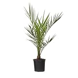 Phoenix Canariensis - Kanarische Dattelpalme - Topf 15cm - Höhe 50-60cm - Winterhart - Palme drauß