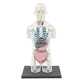Generisch Organe Modell Menschliches Modell Männlicher Torso Anatomiemodell Abnehmbares Anatomiemodell Skelett Skelett Eingeweidemodell L