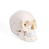ERWEY Anatomischer Didaktik Schädel Skelett Modell für Anatomieunterricht Digital genähtes Schädelmodell mit Digitalem Log