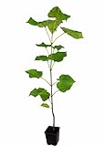 Seedeo® Trompetenbaum (Catalpa bignonioides) ca. 50