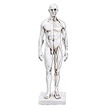 YOtat Menschliche Anatomie Schädel Kopf Körper Muskel-Skelett-Harz-Modell 30 cm Kunstmalerei, Natü