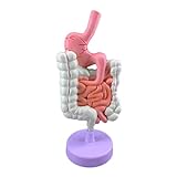 KOHARA Dickdarm-Pathologiemodell, menschliches Organmodell mit Display-Basis, medizinische Lehrmittel, Anatomie, abnehmbares L