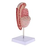 Anatomie Hoden Menschliche Organe Modell Lebensgroße männliche Genitalstatue 1: 3,5-faches internes und externes M