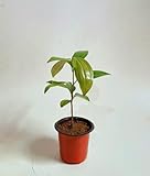 50 Stuck Zimtpflanzen:Seeds Only