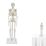 Mini Anatomie Modell Skelett 45cm Mini Skelett Modell Ganzkörper Mensch und Bewegliche Arme und Beine auf Kunststoffbasis für Medizinisches Lehren, Bildung, Display, Geschenk