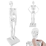 TOATELU Menschliches Anatomie Skelett: 17,7'(45cm) Mini-Mensch-Skelett-Modell Für Anatomie Und Bewegliche Arme Und Beine Auf Kunststoffbasis, Anatomie Modell Leicht zu Tragen und für S