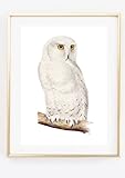 Din A4 Kunstdruck ohne Rahmen - Eule - Schneeeule - Vogel Natur Bild Druck Poster B