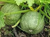 Runde Zucchini-Gemüsesamen : Seeds Only