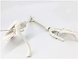 Knochenmodell der oberen Extremitäten – medizinisches anatomisches menschliches Skelettmodell der oberen Extremitäten – pädagogisches Modell Armknochen Schulterblatt S