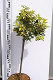Euonymus fortunei Mikaela - Kriechspindel Mikaela - 50 cm Hochstamm Stammhöhe 80 cm Stammhö