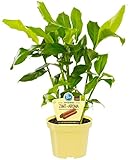 Bio Zimt-Aroma, (Elettaria cardamomum), Duftpflanze, Kräuter Pflanzen aus nachhaltigem Anb