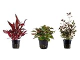 Tropica Pflanzen Set mit 3 schönen roten Topf Pflanzen Aquariumpflanzenset Nr.13 Wasserpflanzen Aquarium Aquariump