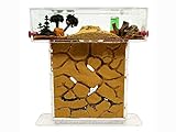 ANTHILLSHOP Natürliche Ameisenfarm aus Sand - Acryl T Kit 15x15x1,5cm【Ameisen kostenlos enthalten】