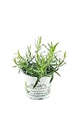 Französischer Estragon, Pflanze, Pfefferkorn, Artemisia dracunculus,frischer Estragon für Ihre Kü