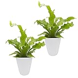 Dominik Blumen und Pflanzen, Zimmerpflanzen Nestfarn 'Asplenium nidus', 2 Pflanzen, circa 15 cm hoch, 13 cm Topf und weißem Dekotop