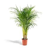 Hello Plants Areca palm Goldpalme/Dypsis Lutescens 110cm hoch, 21Ø - Große Zimmerpflanze - Tropsiche Palme - Luftreinigende pflanze - Frisch aus der G