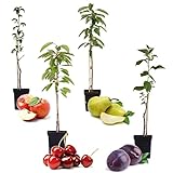 Plant in a Box - 4er Set Säulenobstbäumen - Kirschbaum, Birnenbaum, Apfelbaum, Pflaumenbaum - Topf 9cm - Höhe 60-70