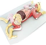 CCNGDS Anatomisches Tiermodell, 4D-Katzenanatomisches Modell, Anatomisches Tierlehrmodell aus PVC – für die medizinische Ausbildung, medizinisches L