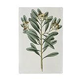 artboxONE Metall-Poster 40x60 cm Natur Zimtpflanze von Künstler Culture Imag