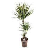 Plant in a Box - Dracaena marginata Bicolor - Drachenbaum - Grüne Zimmerpflanze - Topf 24cm - Höhe 110-130