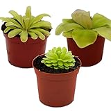 Exotenherz - Fettkraut-Trio - 3 verschiedene Pinguicula-Pflanzen im Set - Fleischfressende Pflanze - 9cm Top