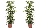 Plant in a Box - Schefflera Dalton - 2er Set - Strahlenaralie - Grüne Zimmerpflanze die etwas dunkleren Standort verträgt - Topf 21cm - Höhe 90-100
