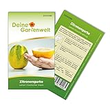 Zitronengurke Lemon Samen - Cucumis sativus - Gurkensamen - Gemüsesamen - Saatgut für 6