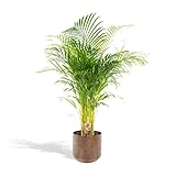 Hello Plants Areca Palm Mit Topf Goldpalme/Dypsis Lutescens 110cm hoch, 21Ø - Große Zimmerpflanze - Tropische Palme - Luftreinigende pflanze - Frisch aus der G