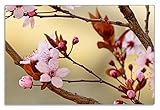 Wallario Frühstücksbrettchen aus Glas, Glasunterlage, Glasbrettchen Frühlingsgefühle I - Kirschblüten in Nahaufnahme, Größe 20 x 30 cm, Sicherheitsg