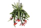 Plant in a Box - Aeschynantus Twister - Korallenstrauch - Krebsgesang - Rote Blumen - Topf 15cm - Höhe 20-30