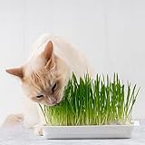 50 Katzengras Samen GrüNe Katzen Wiese NatüRliche Cat Grass Saatgut Bonsai Pflanzen Katzengras Fertig Katzengras Bodendecker Hochbeet Samen Balkonpflanzen Katzen G