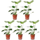 5er-Set Fensterblatt - echte Zimmerpflanze, Monstera Deliciosa - Höhe ca. 75 cm, Topf-Ø 19