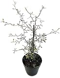 Fangblatt - Corokia cotone - Zickzackstrauch aus Neuseeland - perfekte Dekoration für kühlere Räume - klein blättrige Zimmerpflanze für den halbschattigen Standort, ca. 25