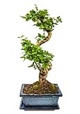 Zimmerbonsai chinesischer Liguster bonsai - ca. 11 Jahre 35-40 cm hoch Immergrün mit Auffang