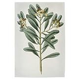 artboxONE Poster 150x100 cm Natur Zimtpflanze hochwertiger Design Kunstdruck - Bild S