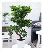 BALDUR-Garten Zimmerbonsai Ficus Ginseng ca. 60-70 cm hoch;1 Pflanze Luftreinigende Zimmerpflanze, unterstützt das Raumklima, Feigenbaum Zimmerpflanze, mehrjährig