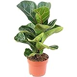 Geigenfeige - echte Zimmerpflanze, Ficus Lyrata Bambino - Höhe ca. 35 cm, Topf-Ø 12