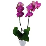 Lila Orchidee inklusive Keramikübertopf und Grußkarte # Pflanze # Zimmerpflanze # Bürop