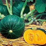 zucca semi di verdure per Casa Giardino 10 pc/sacchetto; color3:Seeds only