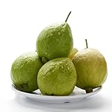 Guave Samen, Guavenbaum samen pflanzen für sonnige plätze Heilpflanzen Seltene Kaufen bio saatgut Psidium guajava immergrüne kübelpflanze Guave Pflanze Fruchtplantage stauden 100p