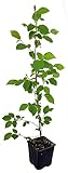 Seedeo® Europäische Hopfenbuche (Ostrya carpinifolia) ca. 30-40