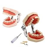 PicuBe Dental Dental Dental Dental Model Teaching for Adults Standard Typodont Demonstration Teeth Teaching Model Studio Tools with 28 Removable T