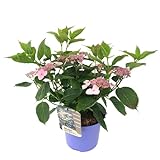 Plant in a Box - Hydrangea Hortensia 'Magic Pillow' - Hortensie blau Winterhart - Topf 19cm - Höhe 25-40
